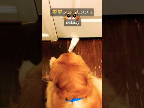 ياهوهو يابن الهوهو