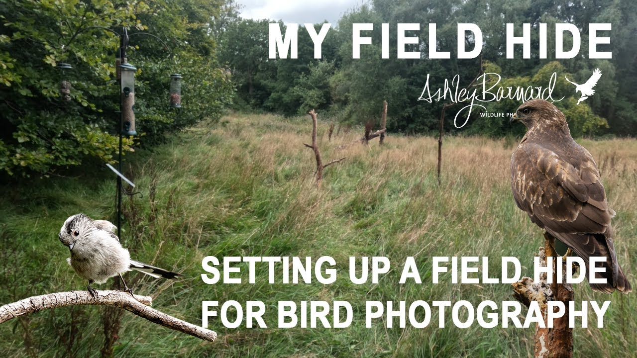Setting Up a Wildlife Hide for Bird Photography?