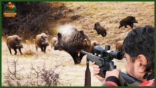 Wild Boar Hunt Across America – The Battle Between Hunters and a $2.5 Billion Pest