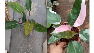 Potting Mix #philodendron, pothos and caladiuam ️ #pottingsoil /simple method ?