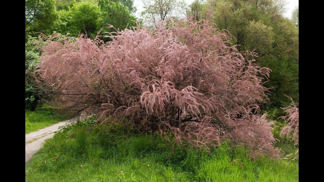 Tamariks-Razmnožavanje reznicama. Iznenadićete se koliko je lako.