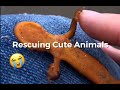 Rescuing Cute Animals Compilation