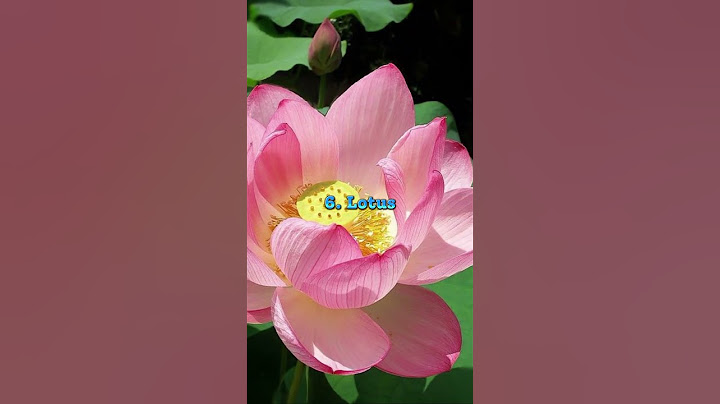 Top 10 Most Beautiful Flowers In The World || #fantasticqueen ||