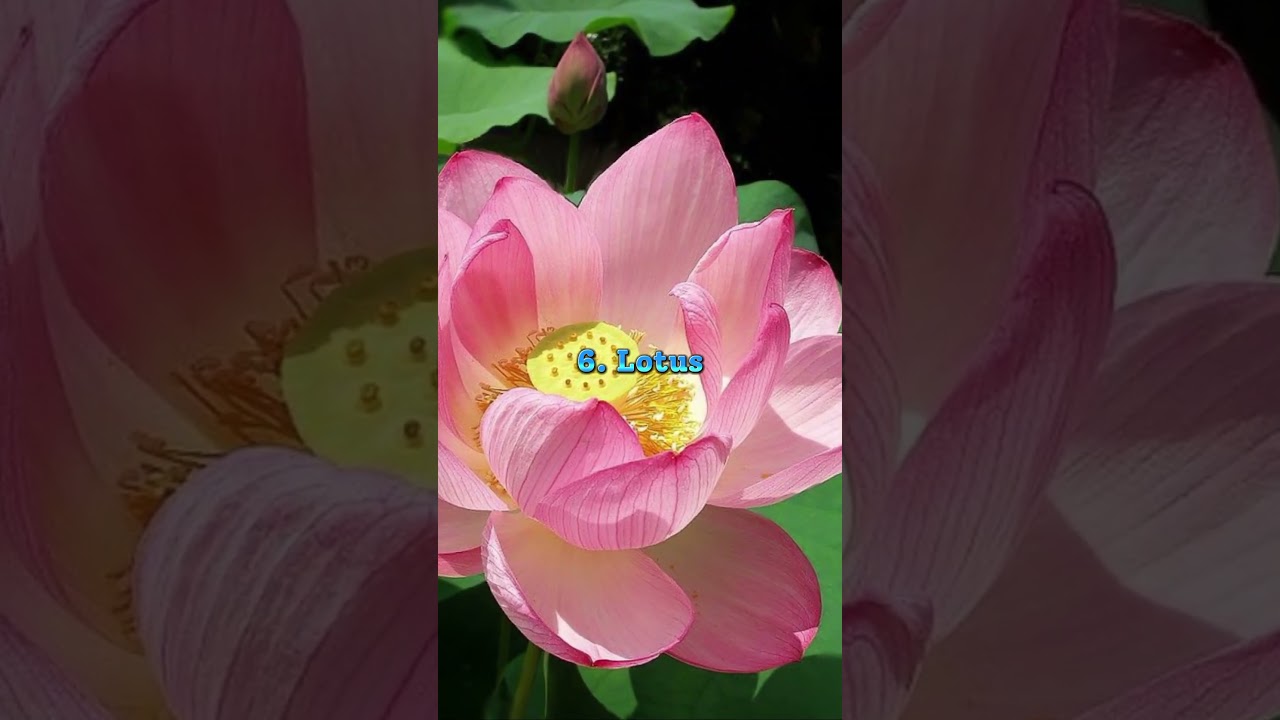 Top 10 Most Beautiful Flowers In The World || #fantasticqueen ||