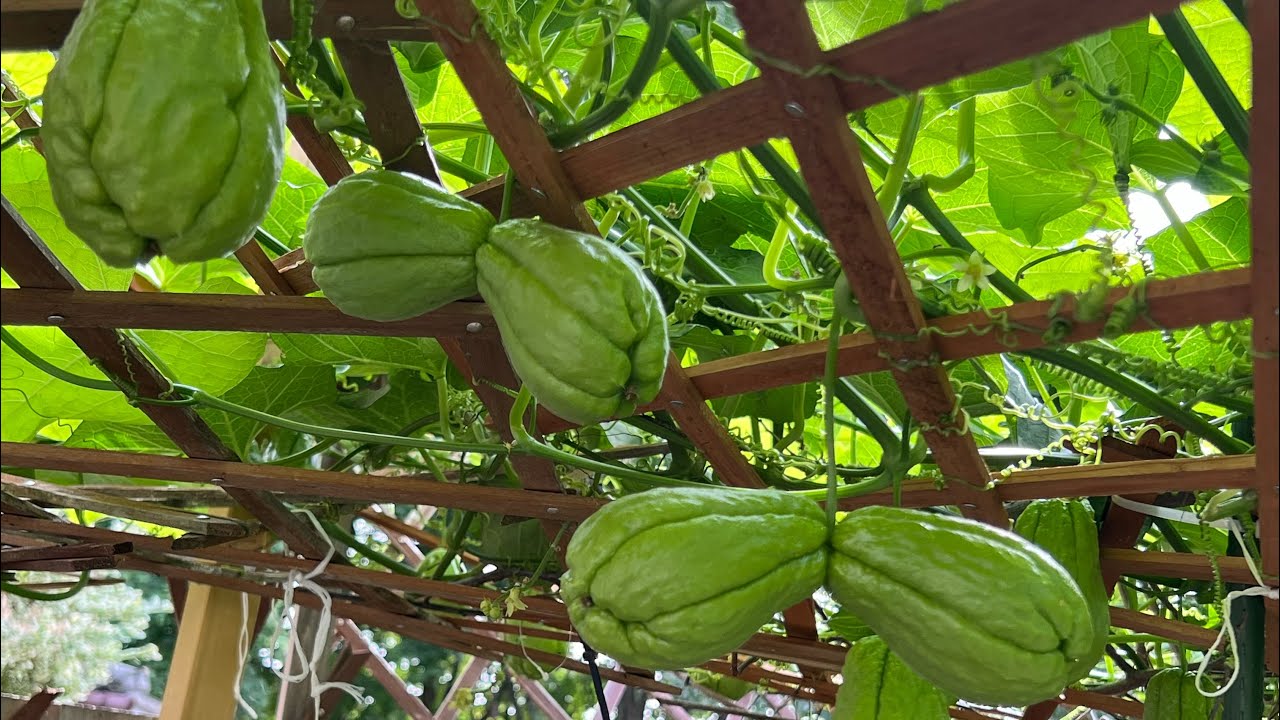 GROWING JAMAICA CHAYOTE CHO CHO IN LONDON UK. - YouTube