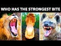 13 Animals With The Strongest Bite