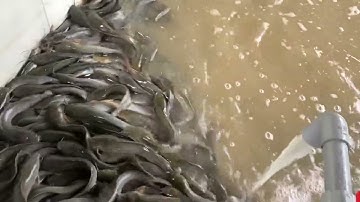 Cá trê ăn ốc bưu vàng hiệu quả nhất để ổn định khi yếu vốn nhẹ