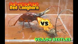 Kung Fu Red Longhorn Beetle Beats Two Yellow Beetles – An Epic Insect Battle!