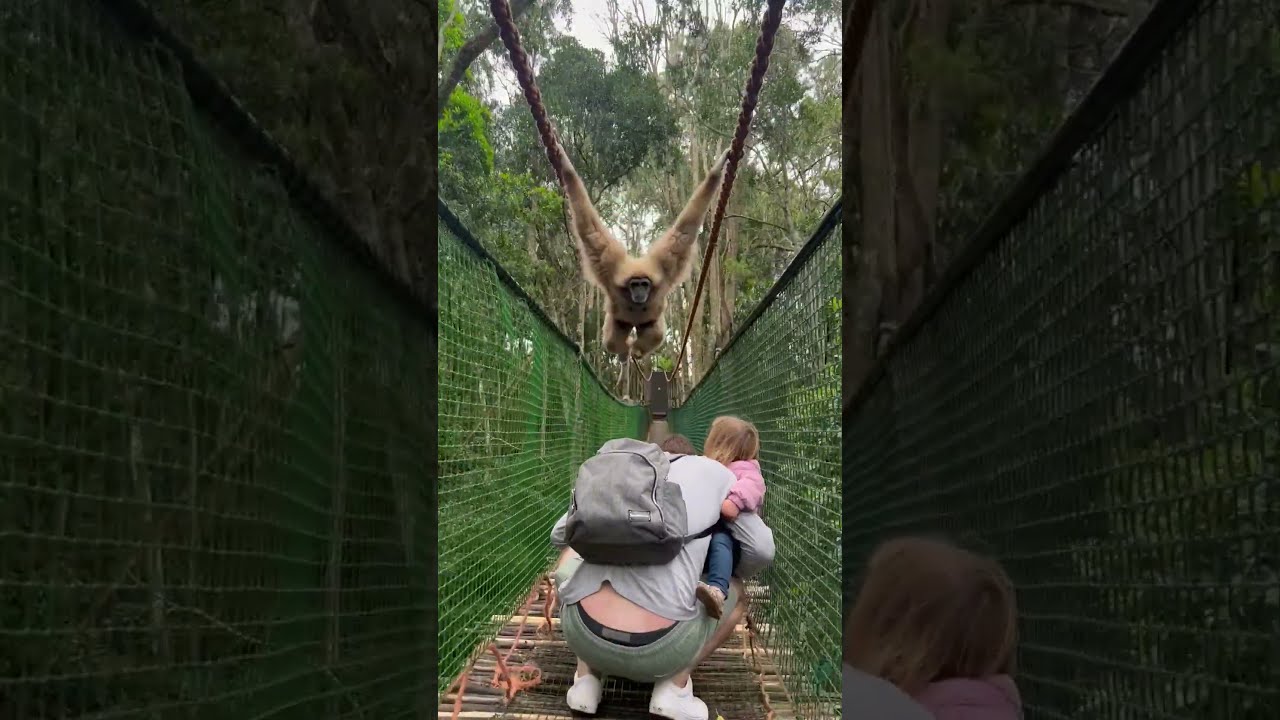 Gibbon Swings Over Family While Crossing A Bridge