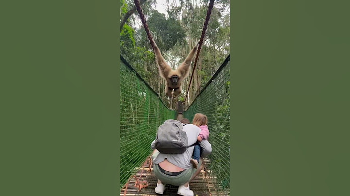 Gibbon swings over family while crossing a bridge