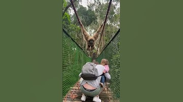 Thumbnail of Gibbon swings over family while crossing a bridge