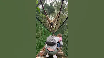 Gibbon swings over family while crossing a bridge