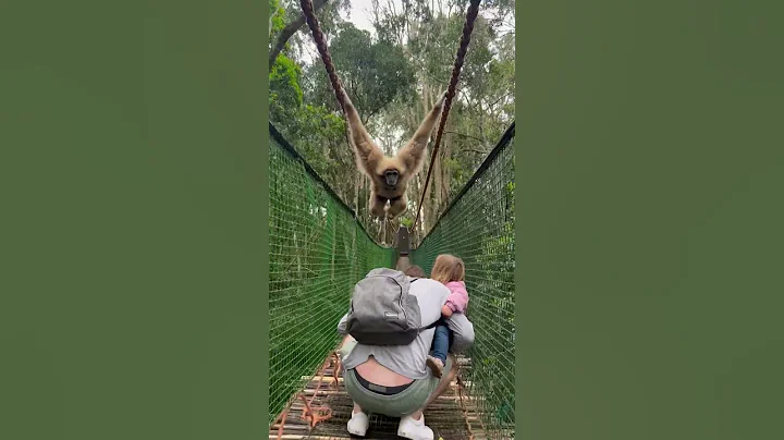 Gibbon swings over family while crossing a bridge - DayDayNews