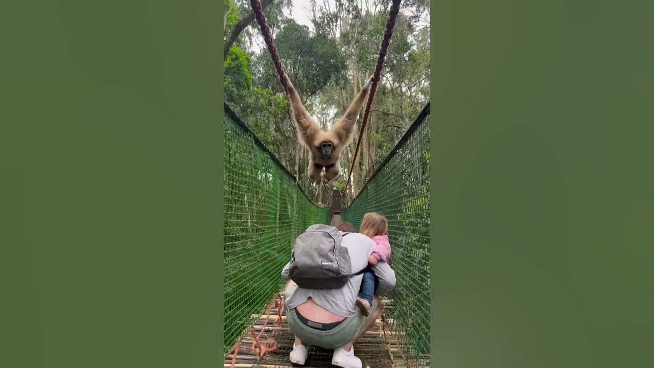 Gibbon swings over family while crossing a bridge