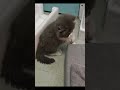#kitten #cats #貓 #猫 猫が喜ぶ映像 公主 27 23