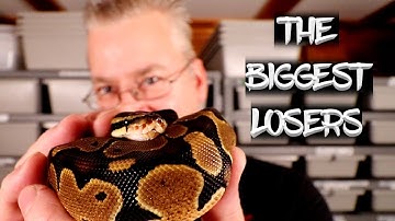 The Ball Python Morphs that Dropped in Price the Most!