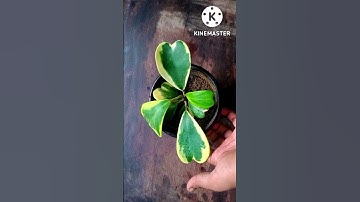Hoya kerrii || hoya kerrii care || 5 important caring tips about hoya kerrii in hindi #hoyakerrii