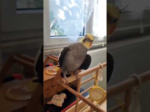 Calopsita cantando e dançado - UDP #shorts #cockatiel