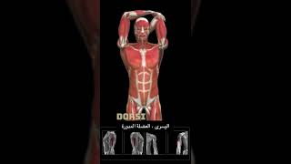 تمارين استطالة عضلات الترايسبس Triceps Brachii Stretch