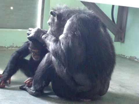 Chimpanzee Carmen grooms baby chimp Melody.