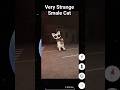 🧐🤯Very Strange Smale Cat on google map🗺️#shorts #trending #map #scary #ee4u #earth #googleearth