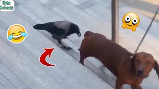 Crow Trolling a Dog 🤣 the FUNNIEST thing you'll ever see!🤣 #funnyanimals