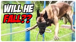 This Belgian malinois will leave you SPEECHLESS !