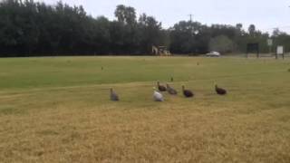 Free Range Guinea Fowl on Sale at Walmart in Weslaco Texas