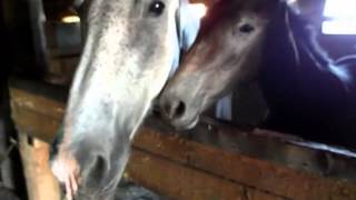 Иду кормить лошадей (вместо воскресного видео)(Это место здесь: http://greyhorse.ru/fotogalereya/ Ни одно из моих видео не претендует на истину в последней инстанции...., 2014-08-04T06:18:45.000Z)