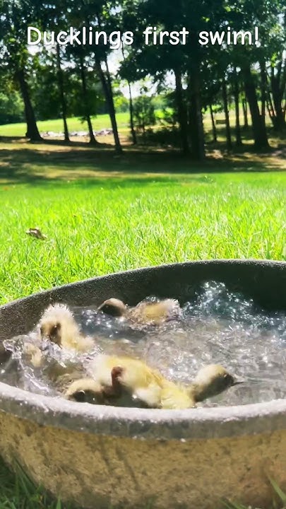 They love the water! #trending #shorts #duck #water #cute #swimming # ...