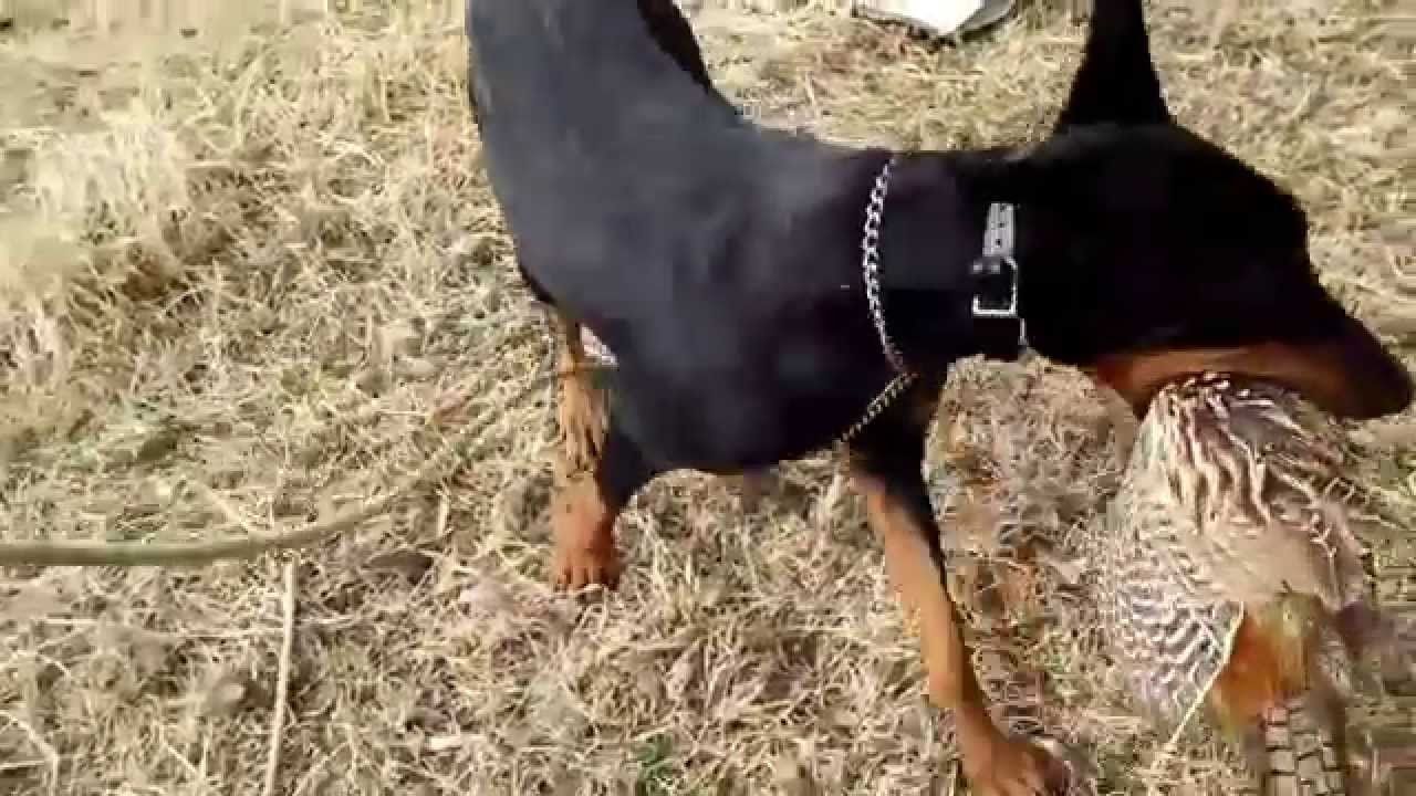Are Dobermans Good Hunting Dogs