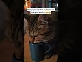 #cat #viral #home #coffee #shortvideo #shorts #fyp #live