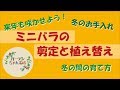 もう一度咲かせよう！ミニバラの剪定、植え替え、冬前のお手入れ解説