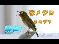 【4K】メジロ 囀り　(Japanese white-eye ringing well)