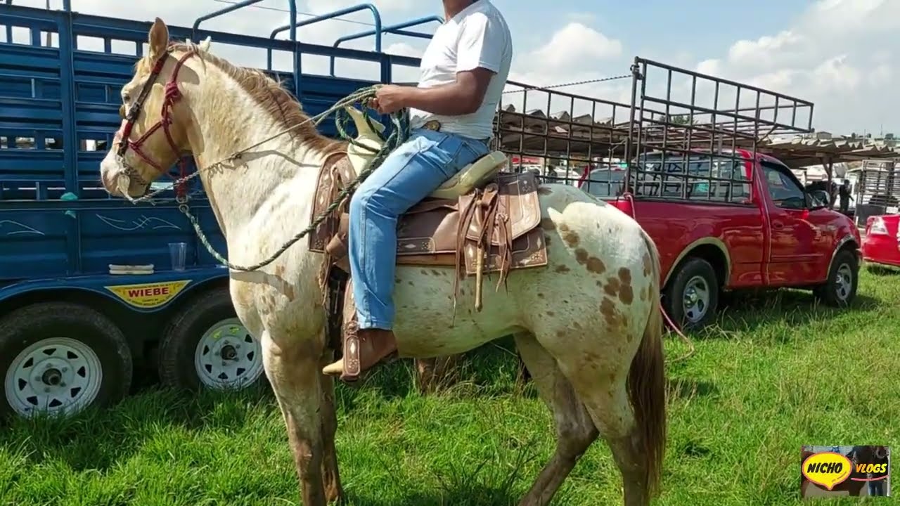 PLAZA GANADERA RANCHO LAS TABLAS,CABALLOS Y YEGUAS DESDE       $13500,IMPRESIONANTES MULAS Y MACHOS.