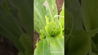 Insektisida Ampuh atasi Hama ulat daun pada jagung #pertanian #agrikultur #petani #jagung