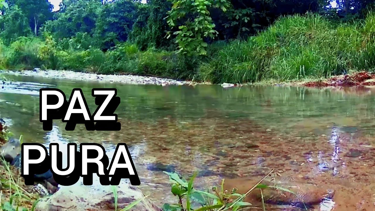 Sonidos de ARROYO y PÁJAROS para Dormir Profundo | 1 Hora de Paz Mental 🌿