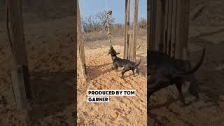 Chun-Li The Pitbull Chinaman Eli Bloodline