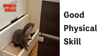 Otter Belle Challenge On Opening A Drawer...