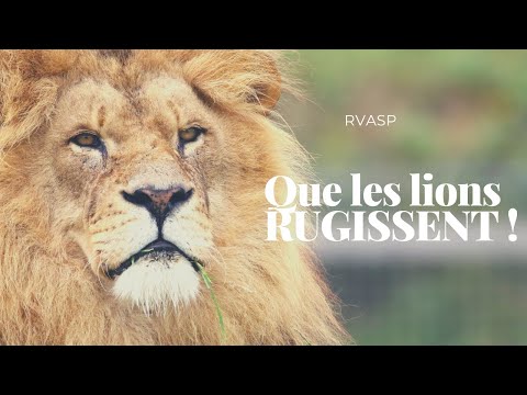 Vidéo: Pourquoi les lions rugissent-ils ensemble ?