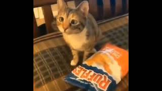 you want some chips half life cat meme