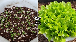 한 번  파종한 상추 씨앗으로 봄부터 겨울까지 1년 재배 : Growing lettuce for a year