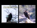 California Condor (Gymnogyps californianus) Adult vs. Juvenile Coloring