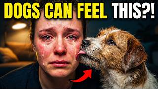 Why Your Dog Licks Your Face Immediately After You Cry (The Truth Will Surprise You!)