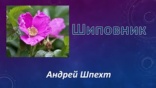 Шиповник   Андрей Шпехт