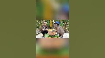Capy cùng bà mukbang trà sữa siêu to khổng lồ… #capybara #funny #ytshorts #mukbang