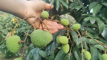 vải thiều-lục ngạn-quê tôi