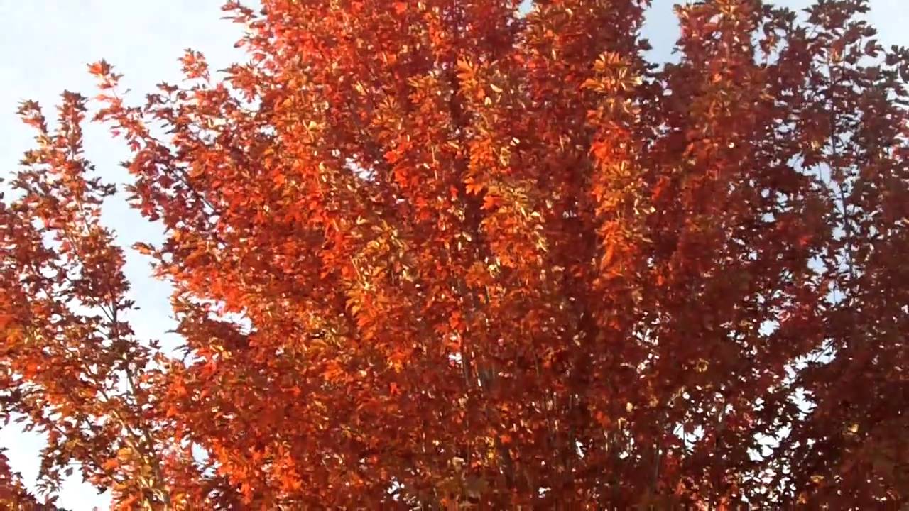 What does it mean ? Red trees.. 