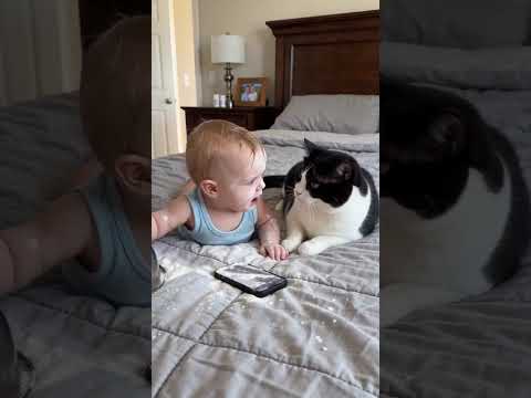 cute little cat #baby#cat#warm thumbnail