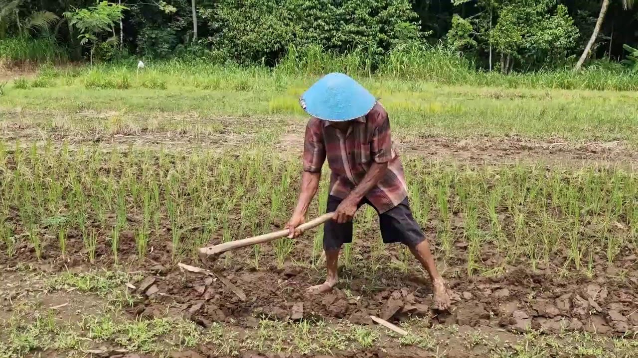 LAND PREPARATION PROCESS FOR PLANTING RICE SEEDLINGS WITH SIMPLE TOOLS - Agriculture Farming
